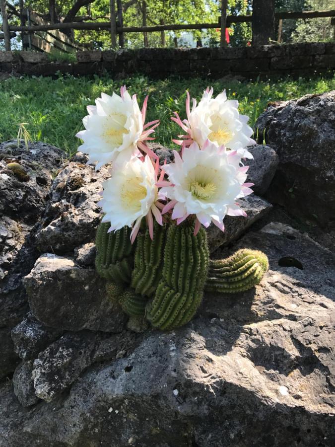 Agriturismo A Casa Di Susanna Santo Stefano del Sole Eksteriør bilde